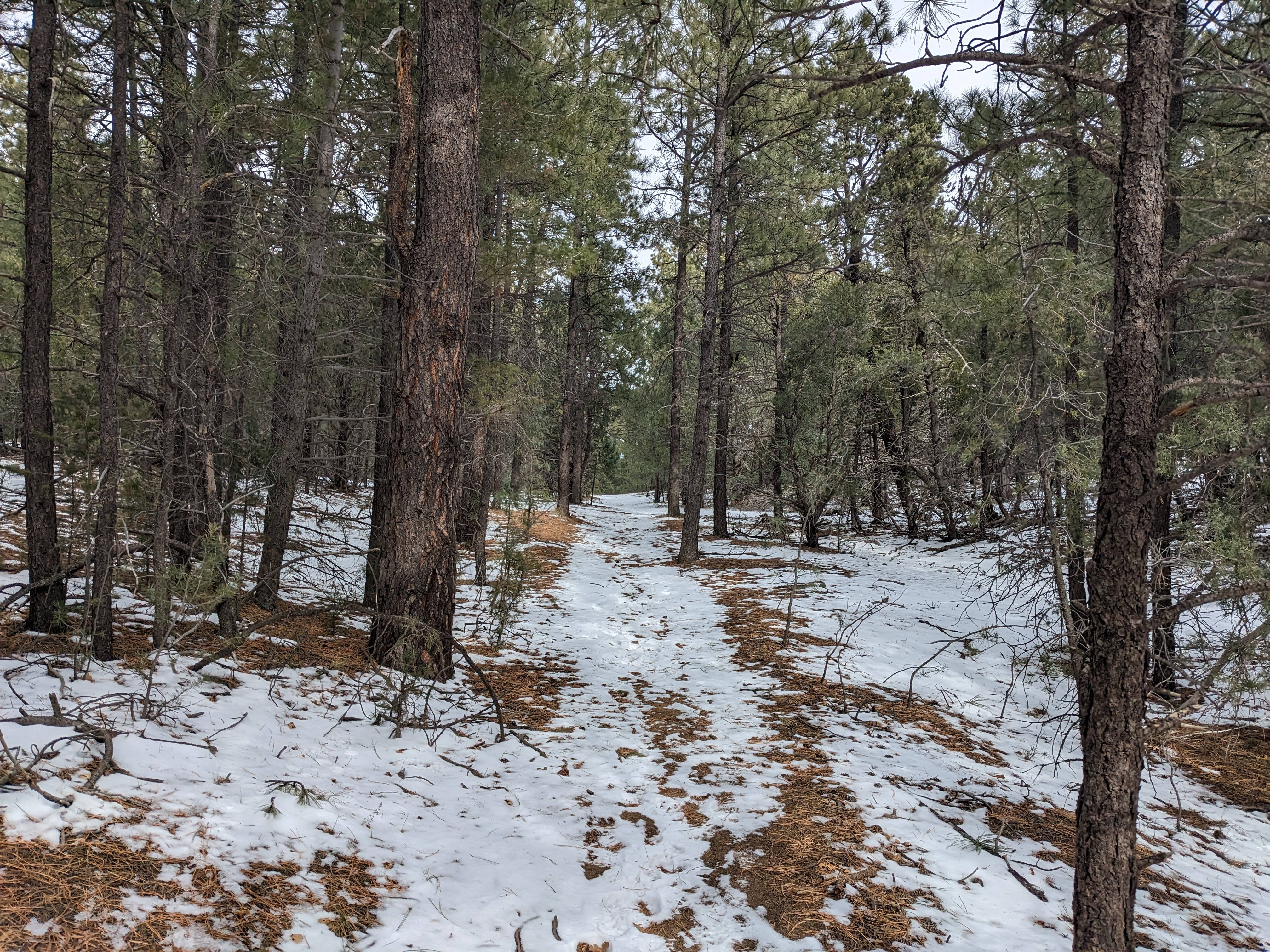 Winter in the Sandias